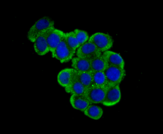 USP10 Rabbit mAb - SAB | Signalway Antibody