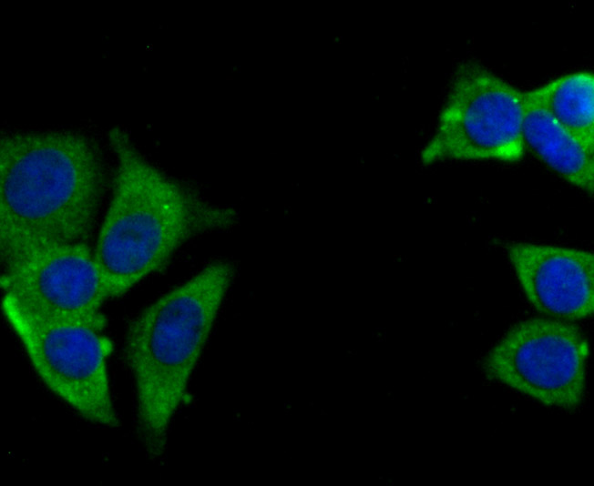 USP10 Rabbit mAb - SAB | Signalway Antibody