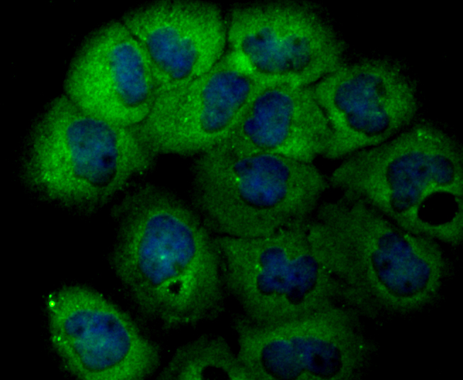 Usp14 Rabbit mAb - SAB | Signalway Antibody