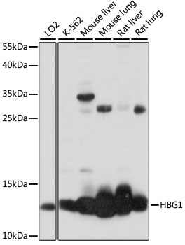 HBG1 Polyclonal Antibody