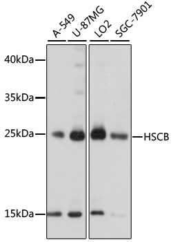 HSCB Polyclonal Antibody