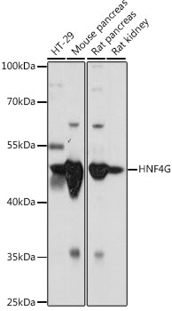 HNF4G Polyclonal Antibody