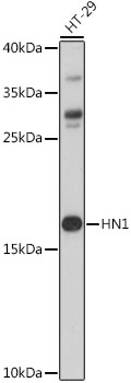 HN1 Polyclonal Antibody