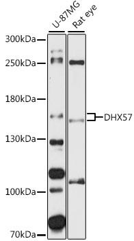DHX57 Polyclonal Antibody