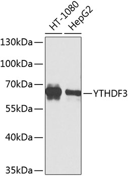 YTHDF3 Polyclonal Antibody