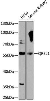 QRSL1 Polyclonal Antibody