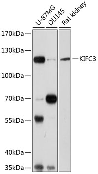 KIFC3 Polyclonal Antibody
