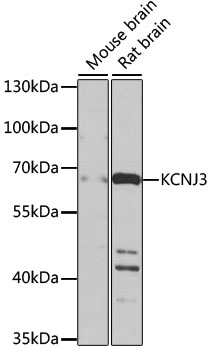 KCNJ3 Polyclonal Antibody