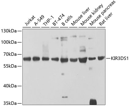KIR3DS1 Polyclonal Antibody