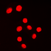KLF1/5/7 Antibody