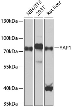 YAP1 Polyclonal Antibody
