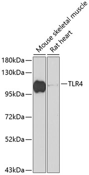 TLR4 Polyclonal Antibody