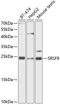 SFRS9 Polyclonal Antibody