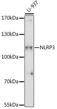 NLRP3 Polyclonal Antibody