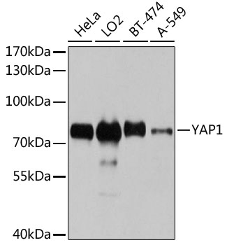 YAP1 Polyclonal Antibody