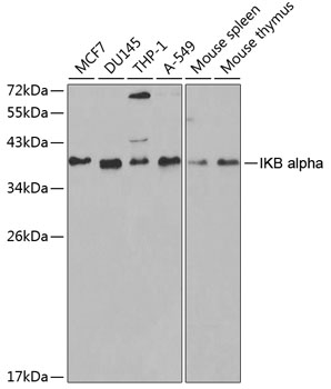 IKB alpha Polyclonal Antibody