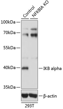 IKB alpha Polyclonal Antibody