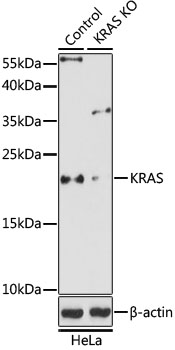 KRAS Polyclonal Antibody