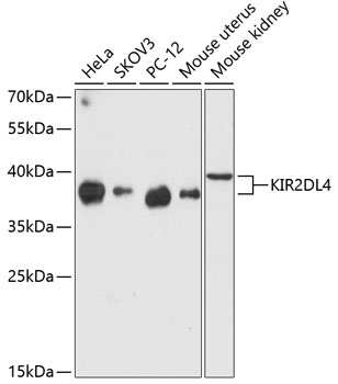 KIR2DL4 Polyclonal Antibody