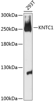 KNTC1 Polyclonal Antibody