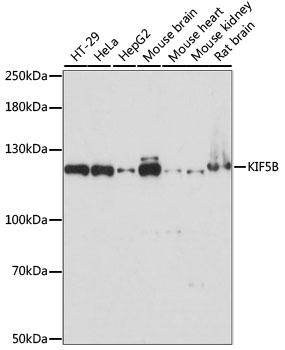 KIF5B Polyclonal Antibody