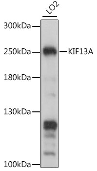 KIF13A Polyclonal Antibody
