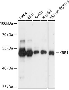 KRR1 Polyclonal Antibody