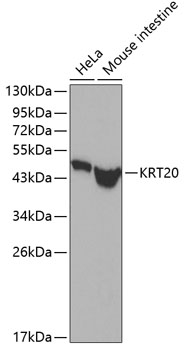 KRT20 Antibody