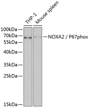 NCF2 Antibody