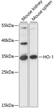 HMOX1 Antibody