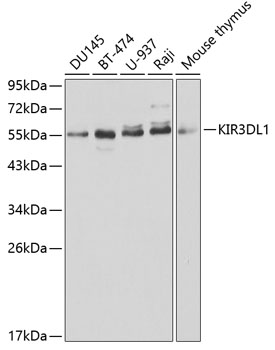 KIR3DL1 Antibody