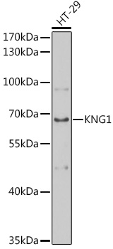 KNG1 Antibody