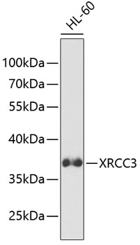 XRCC3 Antibody