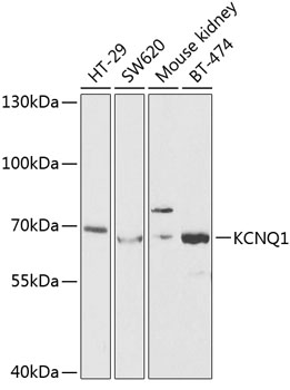 KCNQ1 Antibody