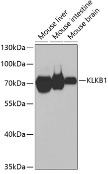 KLKB1 Antibody