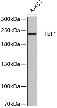 TET1 antibody