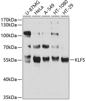 KLF5 antibody