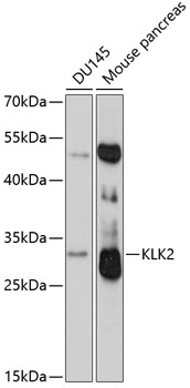 KLK2 antibody