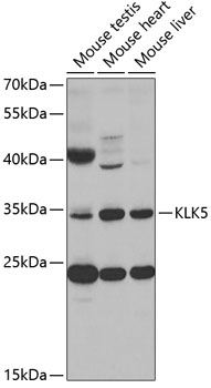 KLK5 antibody