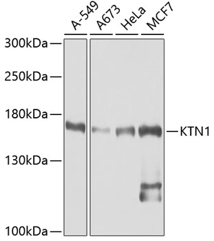 KTN1 antibody