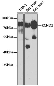 KCND2 antibody