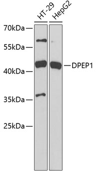 DPEP1 antibody