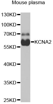 KCNA2 antibody