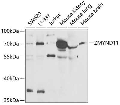 ZMYND11 antibody