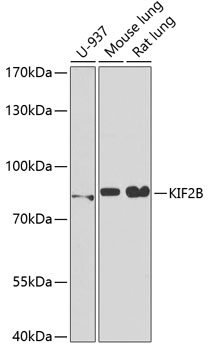 KIF2B antibody