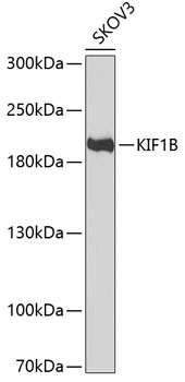 KIF1B antibody