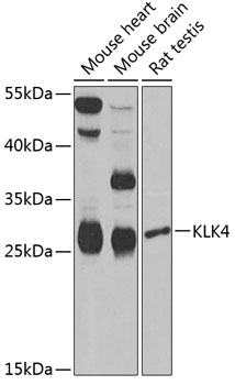 KLK4 antibody