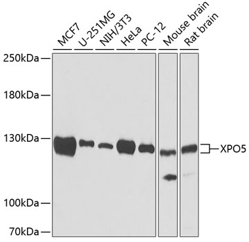 XPO5 antibody