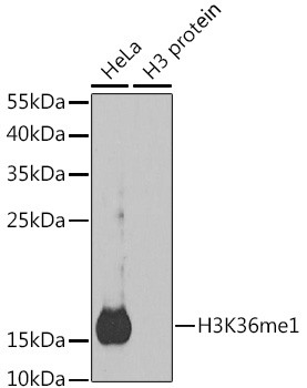 Histone H3K36me1 Polyclonal Antibody