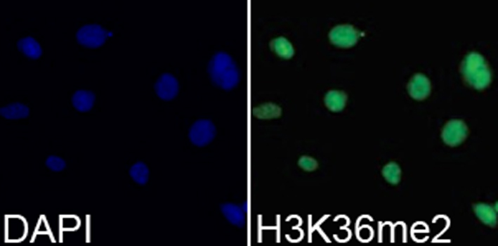 Histone H3K36me2 Polyclonal Antibody